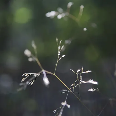 Nyaraló Bok's Bungalowpark