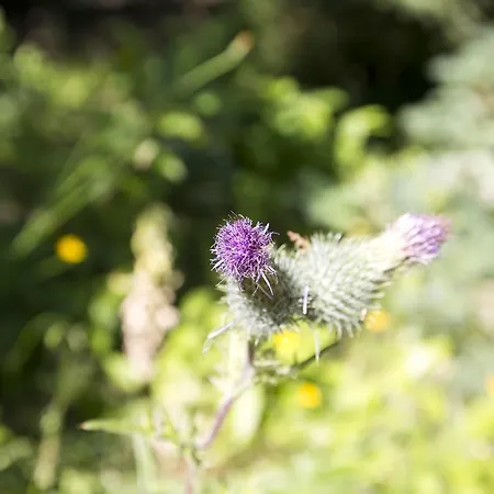 Bok's Bungalowpark Garderen