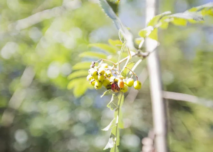 Bok's Bungalowpark בית נופש חרדרן