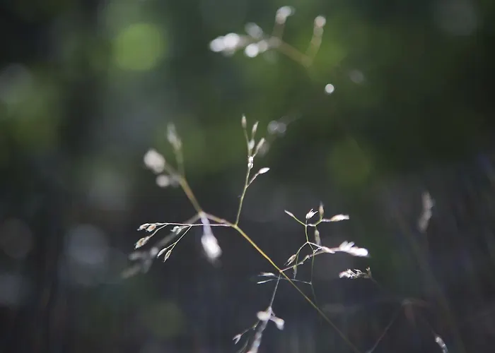 בית נופש Bok's Bungalowpark
