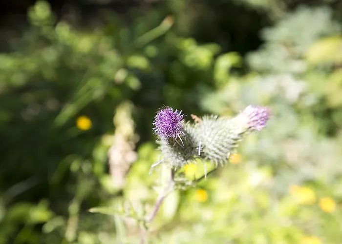 بوكز بانغلو بارك خارديرن