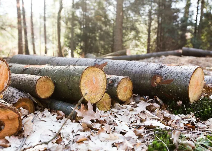 بوكز بانغلو بارك